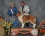 Glory is pointed in AKC conformation