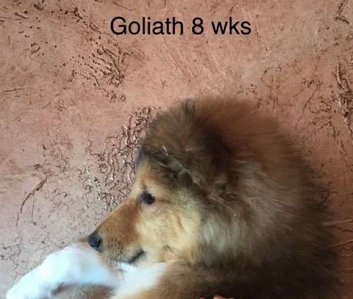 Goliath 8wks