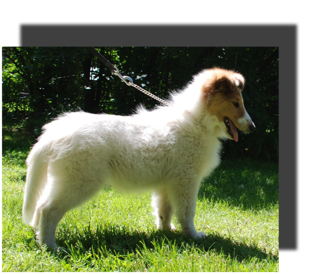 are white collies normal