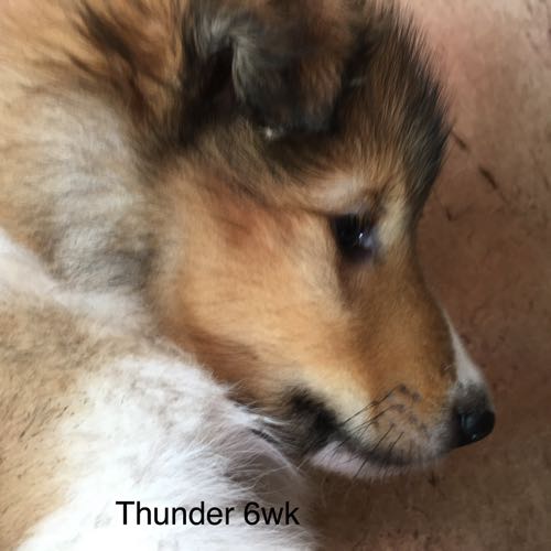 Thunder 6WK
