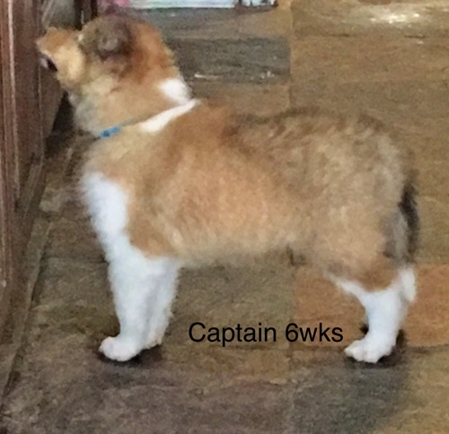 Captain 6wks